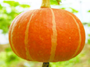 ����t-�ϹϷN��-���߷N�I(y��)