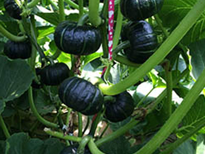 ī��-�ϹϷN��-���߷N�I(y��)