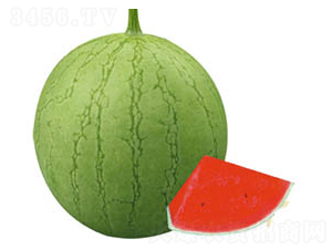 ����-���ϷN��-���߷N�I(y��)