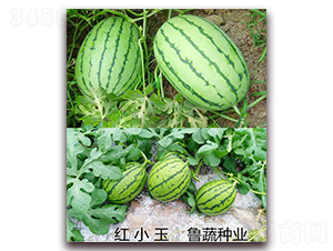 �tС��-���ϷN��-���߷N�I(y��)