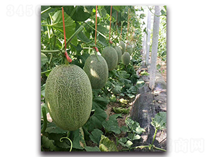 �����۴��17-��ϷN��-���߷N�I(y��)