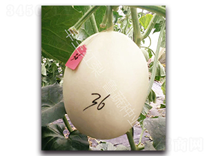 �����t��-��ϷN��-���߷N�I(y��)