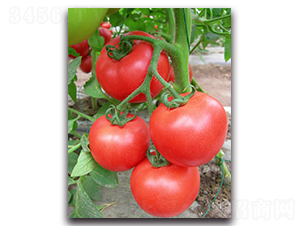 ����1629-���ѷN��-���߷N�I(y��)