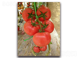 ����1627-���ѷN��-���߷N�I(y��)