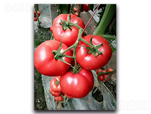 ����1608-���ѷN��-���߷N�I(y��)