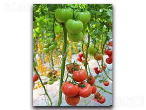 ����1567-���ѷN��-���߷N�I(y��)