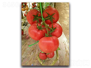 ����208-���ѷN��-���߷N�I(y��)