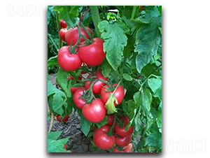 ����206-���ѷN��-���߷N�I(y��)