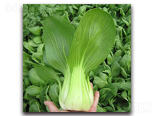 ����1̖(h��o)-�Ͳ˷N��-���߷N�I(y��)