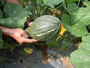 ��Ʒ�۱�-�ϹϷN��-���R�r(n��ng)�I(y��)