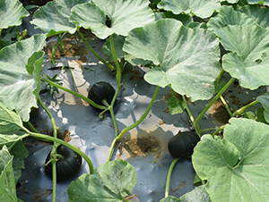 ��ؐ��(l��)��̖(h��o)-�ϹϷN��-���R�r(n��ng)�I(y��)