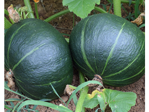 �ڌ�ʯ-�ϹϷN��-���R�r(n��ng)�I(y��)