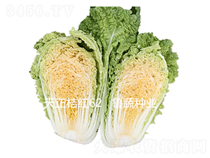 �����ۼt62-�ײ˷N��-���߷N�I(y��)