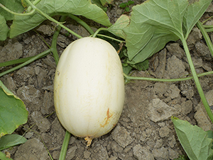 �|����һ̖(h��o)-��ϷN��-���R�r(n��ng)�I(y��)