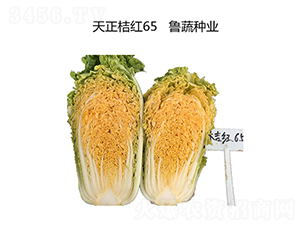 �����ۼt65-�ײ˷N��-���߷N�I(y��)