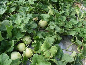 �s������-��ϷN��-���R�r(n��ng)�I(y��)