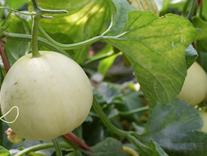 ���ی�-��ϷN��-���R�r(n��ng)�I(y��)