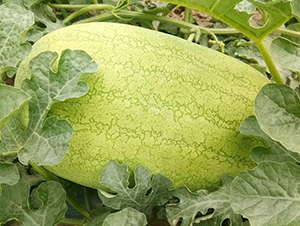 ���R�¼t��-���ϷN��-���R�r(n��ng)�I(y��)