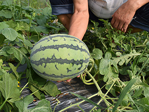 ���R4K-���ϷN��-���R�r(n��ng)�I(y��)