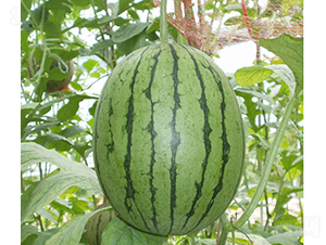 2KС��ʹ-���ϷN��-���R�r(n��ng)�I(y��)