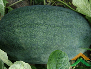 ���R����-���ϷN��-���R�r(n��ng)�I(y��)