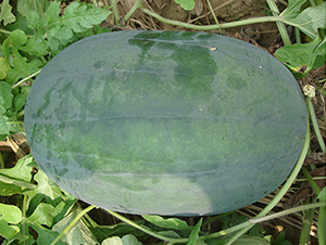 �R�S��̖(h��o)-���ϷN��-���R�r(n��ng)�I(y��)