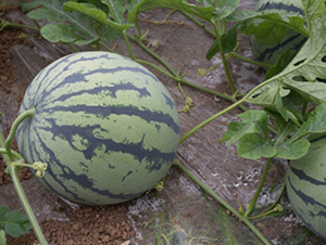 ���R998-���ϷN��-���R�r(n��ng)�I(y��)