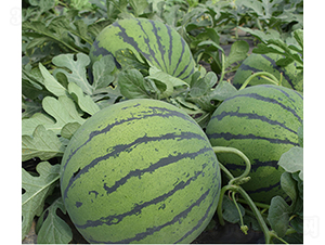 ����-���ϷN��-���R�r(n��ng)�I(y��)