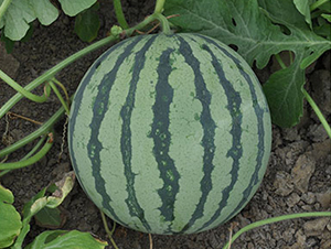 ���R�Ѷ�-���ϷN��-���R�r(n��ng)�I(y��)