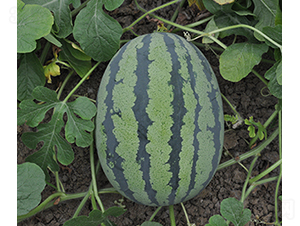 �G��һ̖-���ϷN��-���R�r(n��ng)�I(y��)