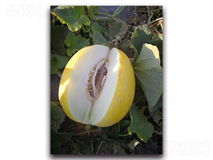 ��ѩ����-��ϷN��-����N��