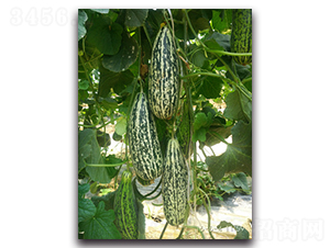 ����-��ϷN��-����N��