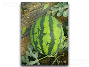 ��������-���ϷN��-����N��