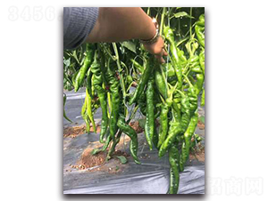 ����798-�����N��-����N��