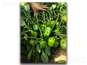 ����-�����N��-����N��