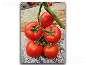 �t�P-���ѷN��-����N��