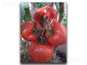 ؐ�R��-���ѷN��-����N��