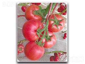 ������-���ѷN��-����N��