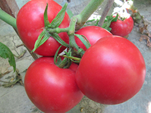 ���718-���ѷN��-����N��