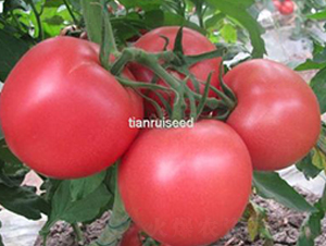 ���518-���ѷN��-����N��