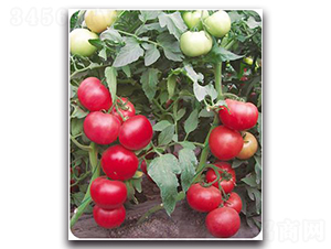 ���1507-���ѷN��-����N��