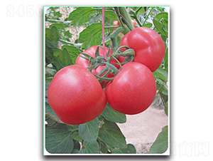 ���762-���ѷN��-����N��