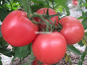 ���2̖-���ѷN��-����N��