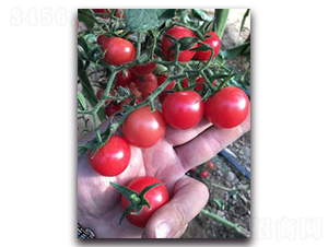 ��ؐ��-���ѷN��-����N��