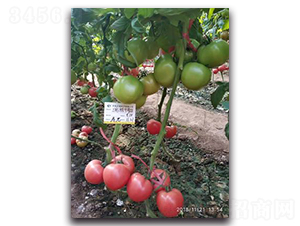 ���9̖-���ѷN��-����N��