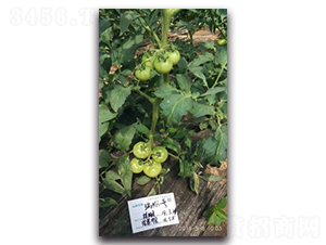 ���1̖-���ѷN��-����N��