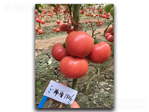 ���1806-���ѷN��-����N��