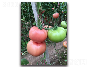 ���71̖-���ѷN��-����N��