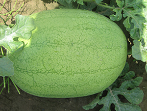 �G��-���ϷN��-��ʥ��