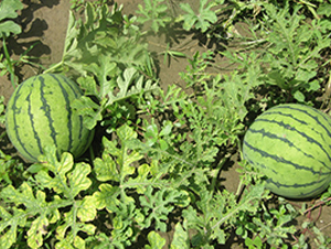 ����-���ϷN��-��ʥ��